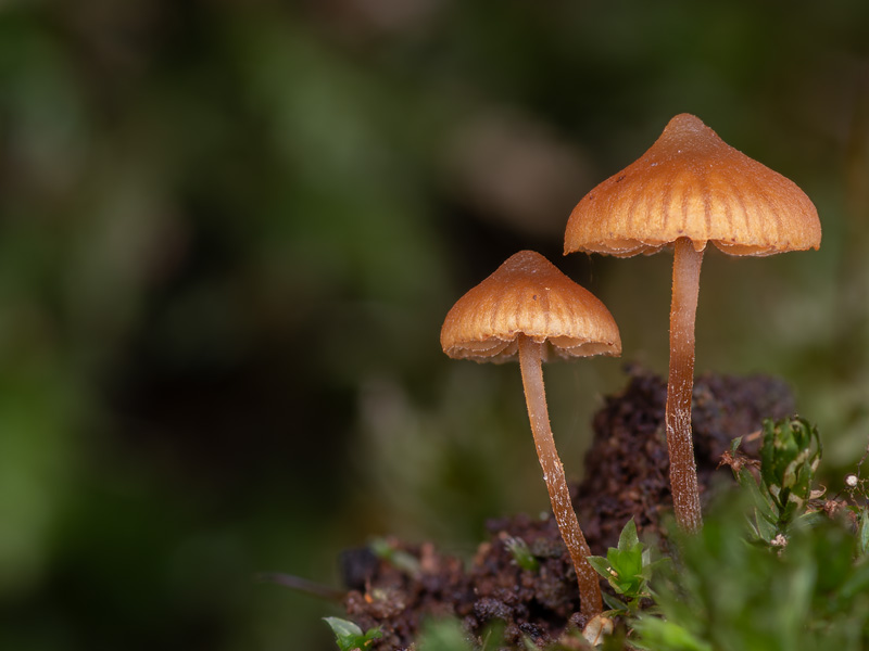 Galerina triscopa